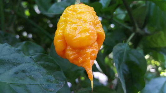 Yellow Carolina Reaper